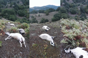 Rodop iline Bağlı Musacık köyünde yıldırım 12 koyunu öldürdü