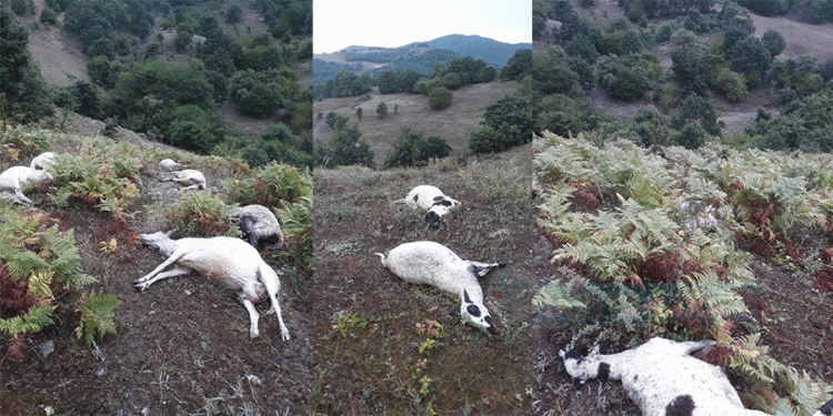 Rodop iline Bağlı Musacık köyünde yıldırım 12 koyunu öldürdü