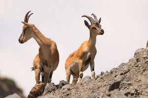 Dağ keçilerine özel koruma nöbeti