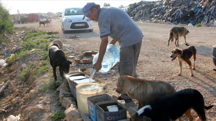 70 yaşındaki Şükrü amca 11 yıldır sokak hayvanlarına su taşıyor
