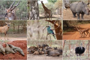 Senegal'de 'Bandia Rezervi' özel vahşi yaşam parkı