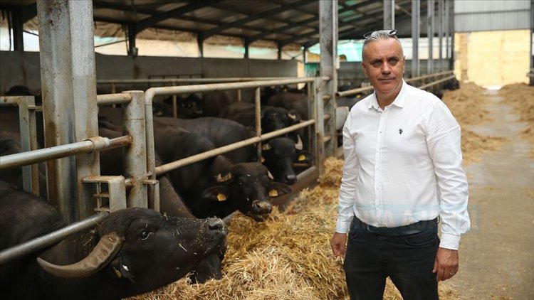 Manda çiftliğinin müdürü İtalyan enişte: 'Türkiye'ye hayran'
