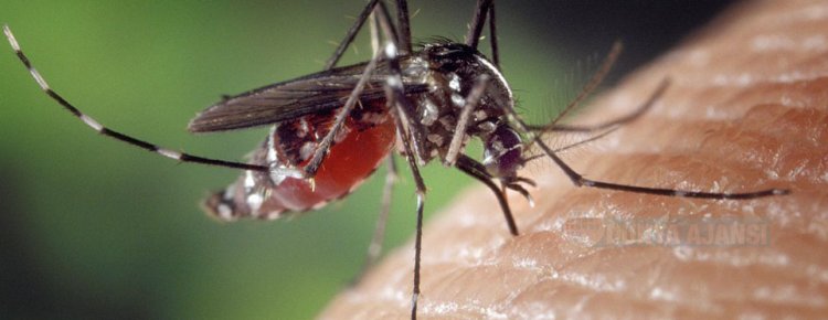 'Sivrisinekler erkekleri neden çok ısırıyor'