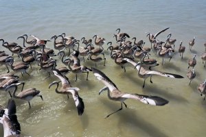 Kuş Cenneti'nde flamingo yavruları kanat çırpmaya başladı
