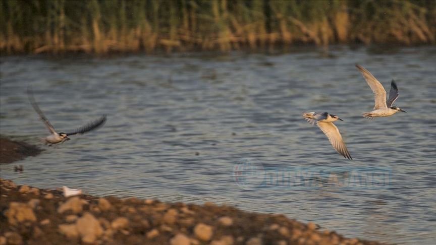 Reyhanlı Barajı'nın kuş envanterine 16 yeni tür görüntülendi