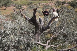 Batı Şeria'da İsrailli yasa dışı yerleşimciler zeytin ağaçlarını kesiyor