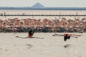 İzmir'deki 'flamingo adası' binlerce allı turnaya kucak açtı